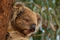 Koala - Phascolarctos cinereus 3038